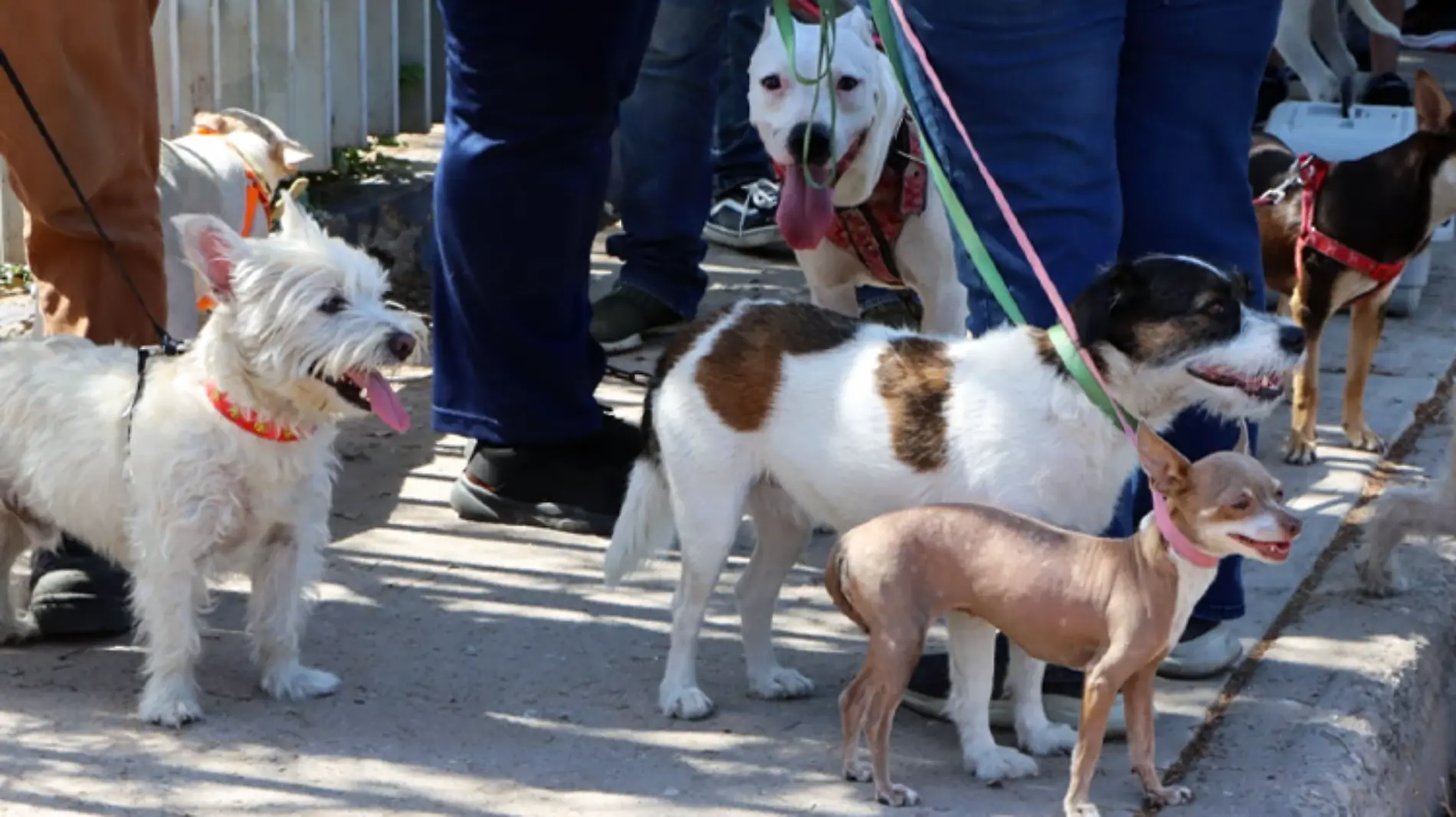 JORNADA DE VACUNACION DE PERROS